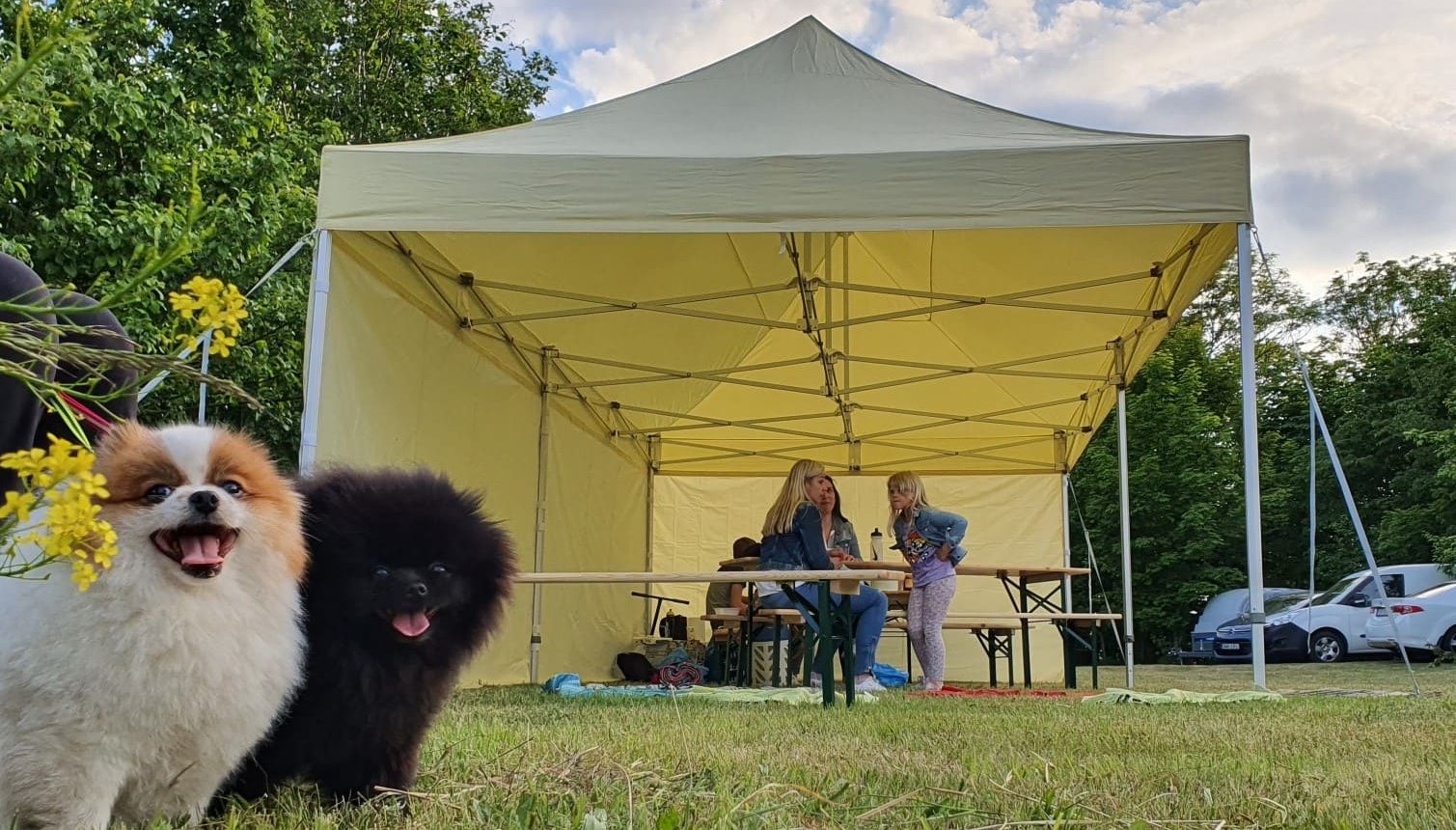 Aiapaviljon, aiatält hushoovis